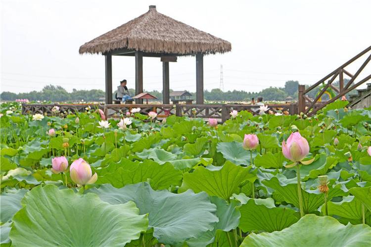 安徽淮南:湿地公园荷花迎客来