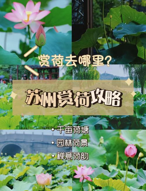 夏日小清新!2024全国赏荷地图出炉 带你领略大江南北荷塘之美
