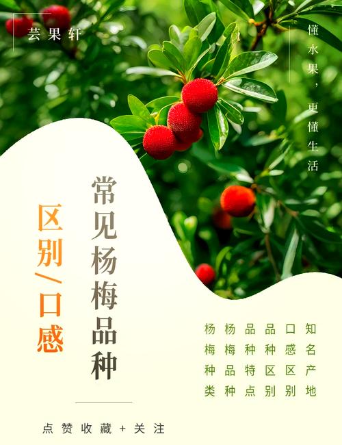 千亩杨梅俏枝头 江西修水铺就“梅”好乡村振兴路