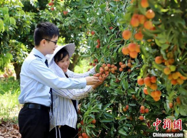“中国荔乡”荔枝文化主题服务区计划今年底建成