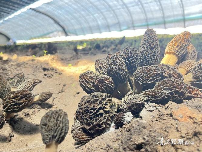 西宁湟中:“满格电”助力养出“致富菌”
