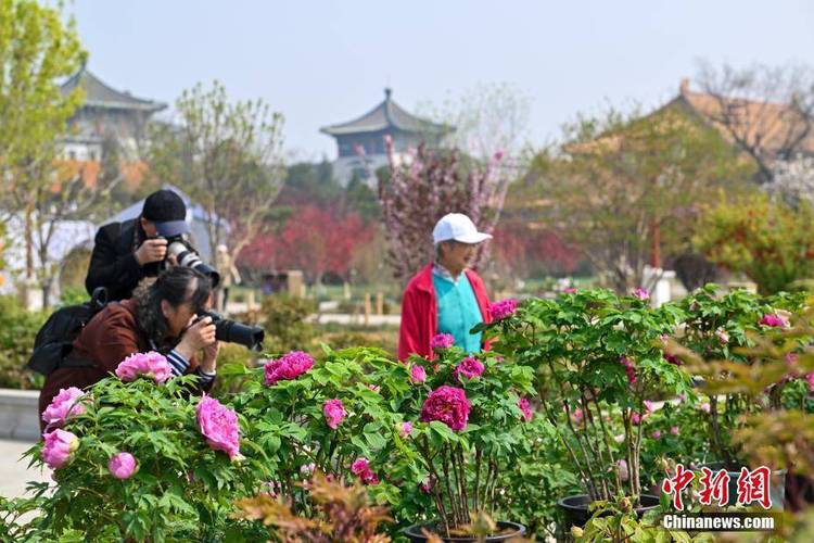 景山公园牡丹文化节开幕 促培牡丹为名园增色