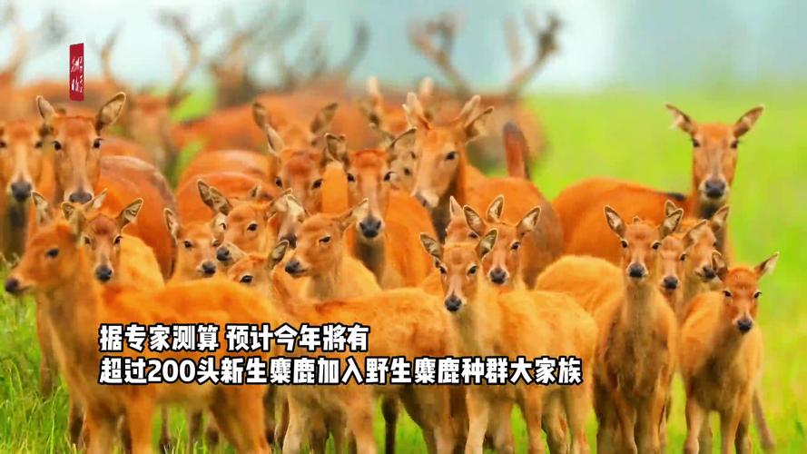 “塞外明珠”乌梁素海第一头麋鹿宝宝诞生