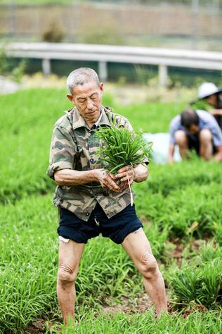 四川富顺：50万亩水稻开启“插秧季”