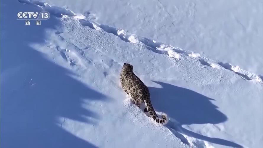 雪豹现身新疆雪后山区 身姿矫健步伐沉稳
