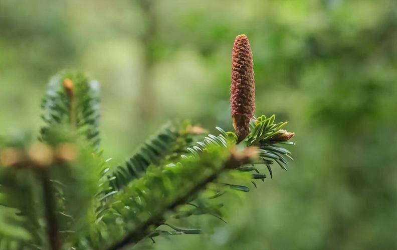 全球最濒危的12种植物之一——百山祖冷杉雄花迎花期